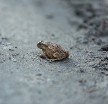 Kum üzerinde yürüme vahşi kahverengi kurbağa