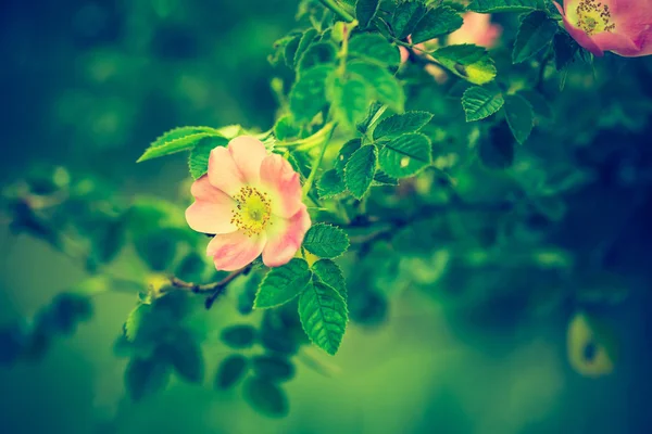 Vintage photo of blooming wild rose — Stock Photo, Image