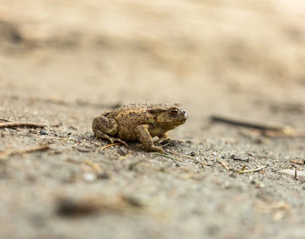 Wilde braune Kröte läuft auf Sand — Stockfoto