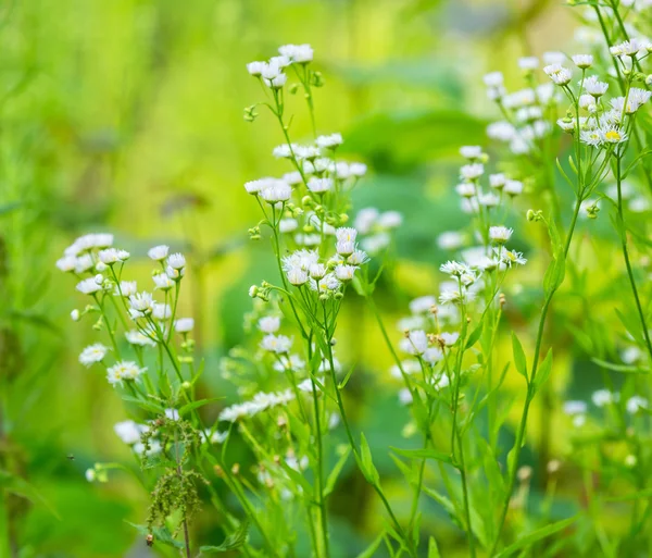 Flores blancas silvestres creciendo en el bosque — Foto de Stock