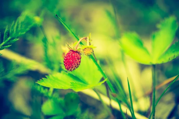 Vintage foto van wilde aardbeien groeien — Stockfoto