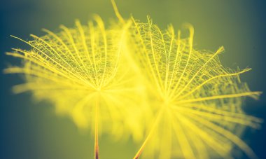 Karahindiba tohumların Vintage Fotoğraf