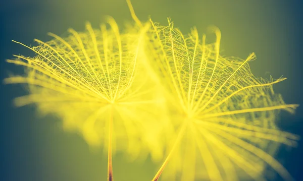 蒲公英的种子一样的旧照片 — 图库照片