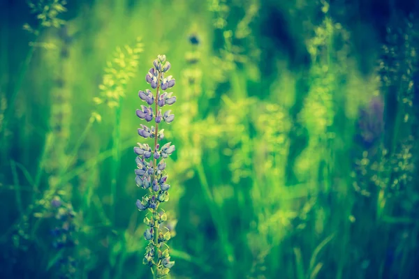 Vintage Foto von Lupinen-Blumen — Stockfoto