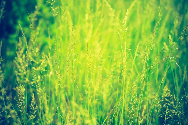 Vintage-Foto von schönen wilden Gras — Stockfoto