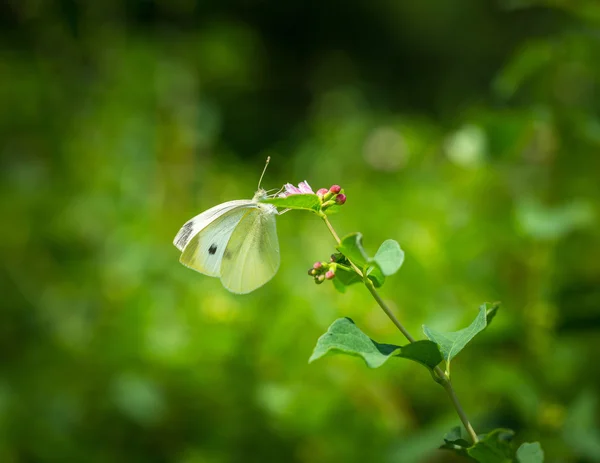 아름 다운 나비가 꽃에 앉아. — 스톡 사진