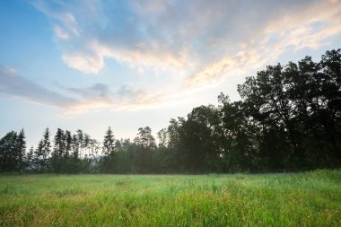 Sisli çayır manzara.