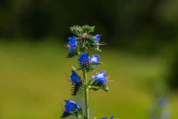 야생 블루 꽃에 가까이 — 스톡 사진