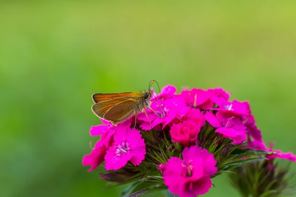 Schöner Schmetterling auf Blume sitzend. — Stockfoto