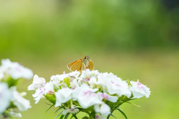 Piękny motyl siedzi na kwiat. — Zdjęcie stockowe
