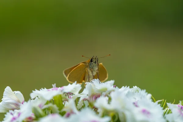 Bela borboleta sentada na flor . — Fotografia de Stock