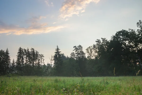 Foggy meadow landscape. — Stock Photo, Image