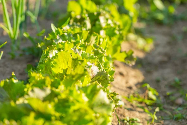 Lettuce growing in garden at summer — Stock Photo, Image