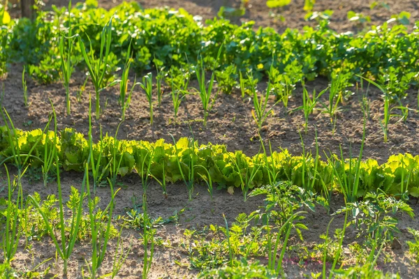 Vegeatables growing in garden — Stock Photo, Image