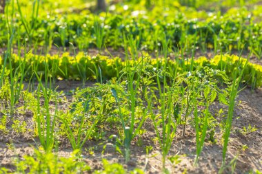 Bahçede büyüyen Vegeatables