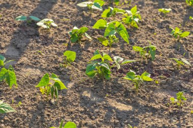 Bahçede büyüyen genç fasulye