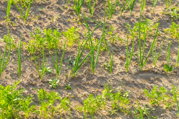 Vegeatables growing in garden — Stock Photo, Image