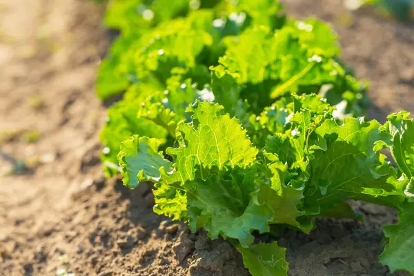 在夏天在花园里种植的生菜 — 图库照片