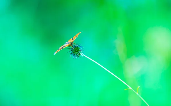 Borboleta sentado na planta no fundo verde — Fotografia de Stock