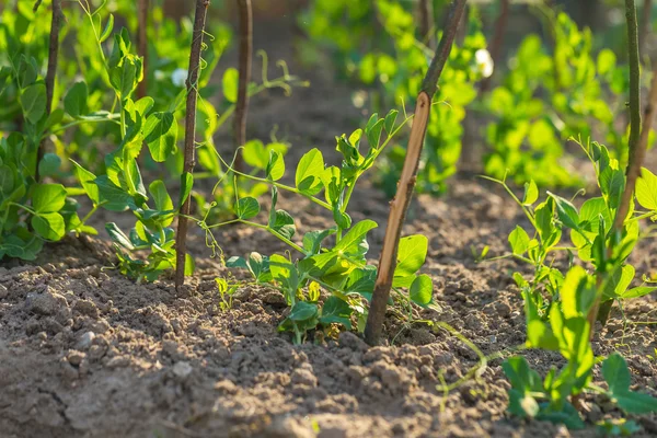 Jonge erwt groeien in tuin — Stockfoto