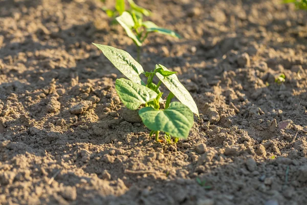 Jonge bonen groeien in tuin — Stockfoto