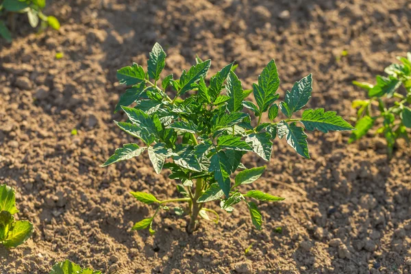 Arbusto de tomate crescendo no jardim de verão — Fotografia de Stock