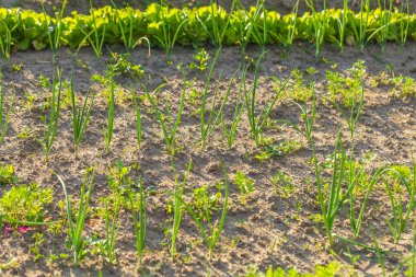 Bahçede büyüyen Vegeatables