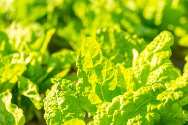 Bahçede büyüyen beetroots.