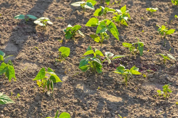 Bahçede büyüyen genç fasulye