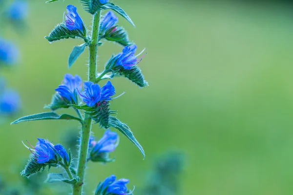 Přírodní modré květy rostoucí na poli — Stock fotografie