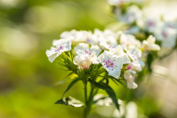Gillyflower blanco que crece en el jardín — Foto de Stock