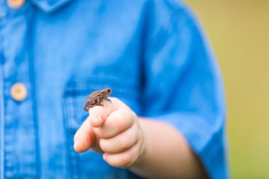 Çocuk el küçük kurbağa ile yakın çekim