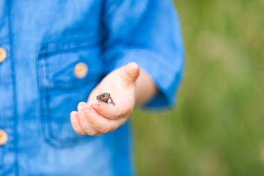 Çocuk el küçük kurbağa ile yakın çekim