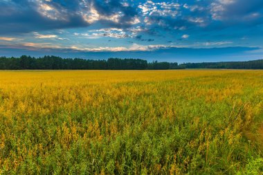 Gün batımında bulutlu gökyüzü altında güzel tahıl alanları