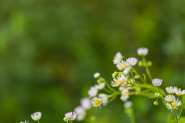 Flores blancas silvestres — Foto de Stock