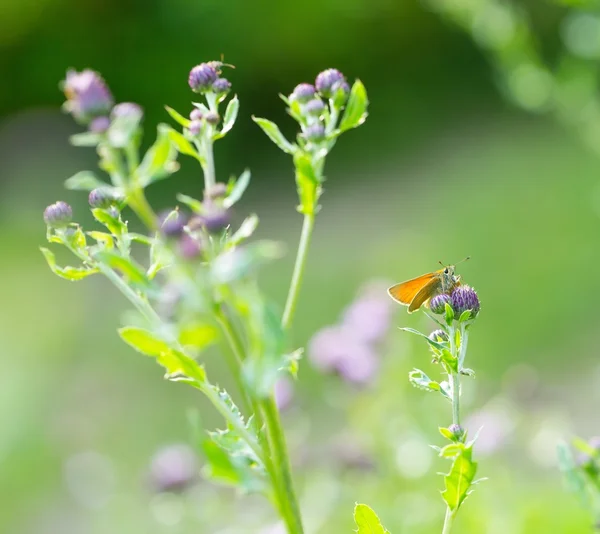 Borboleta sentado na planta — Fotografia de Stock