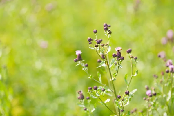 Flores de cardo en flor sobre fondo desenfocado — Foto de Stock