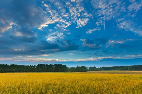 Belos campos de cereais sob céu nublado ao pôr do sol — Fotografia de Stock