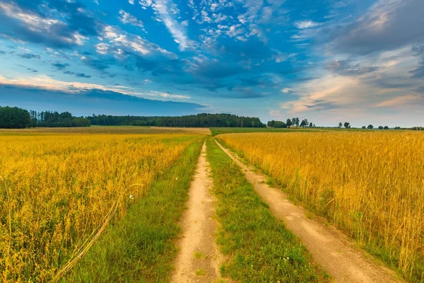 Bellissimi campi di cereali sotto il cielo nuvoloso al tramonto — Foto Stock