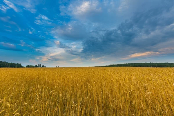 Gün batımında bulutlu gökyüzü altında güzel tahıl alanları — Stok fotoğraf