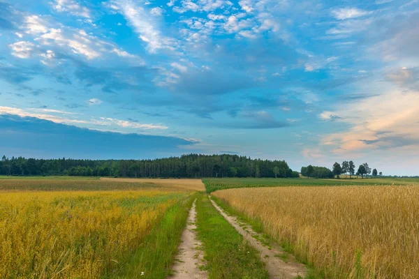 Mooie graan velden onder bewolkte hemel bij zonsondergang — Stockfoto