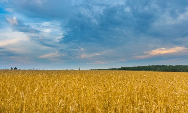 在多云的天空，在夕阳下的美丽谷物字段 — 图库照片