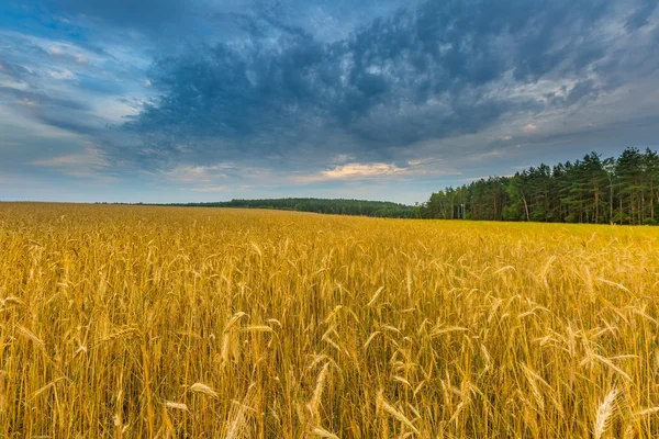 Mooie graan velden onder bewolkte hemel bij zonsondergang — Stockfoto