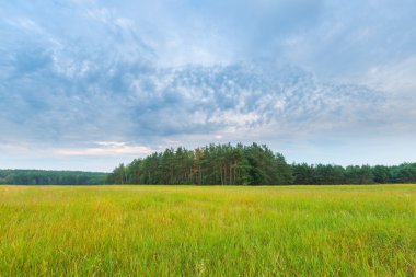 Gün batımında bulutlu gökyüzü altında güzel tahıl alanları