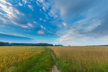 Gün batımında bulutlu gökyüzü altında güzel tahıl alanları