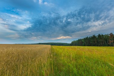 Gün batımında bulutlu gökyüzü altında güzel tahıl alanları
