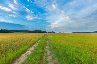 Gün batımında bulutlu gökyüzü altında güzel tahıl alanları