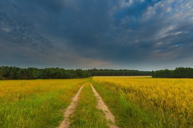 Gün batımında bulutlu gökyüzü altında güzel tahıl alanları