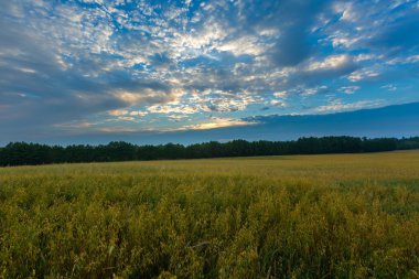 Gün batımında bulutlu gökyüzü altında güzel tahıl alanları