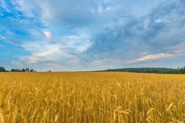 Gün batımında bulutlu gökyüzü altında güzel tahıl alanları